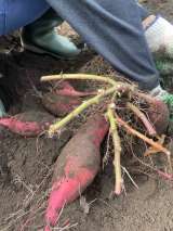 記事画像1 記事画像1